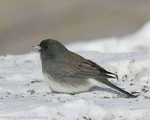 Dark-eyed Junco on snow covered ground