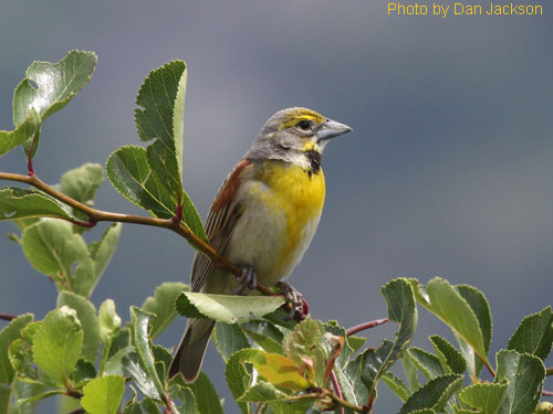 Dickcissel (photo by Dan Jackson) Dickcissel on top of a shrub