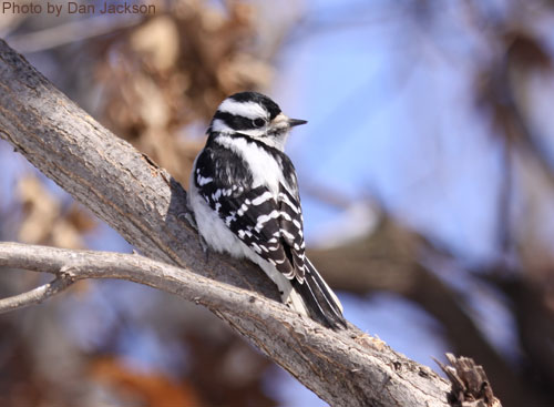 Female Downy Woodpecker on tree branch
