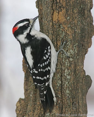 Male Downy woodpecker on tree trunk