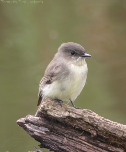 Eastern Phoebe close up