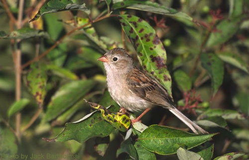 Field Sparrow in the brush