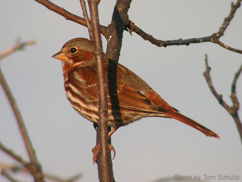 Fox Sparrow close up, poses in the sunlight