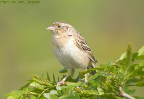 Grasshopper Sparrow (photo by Dan Jackson) Grasshopper Sparrow smiles for the camera