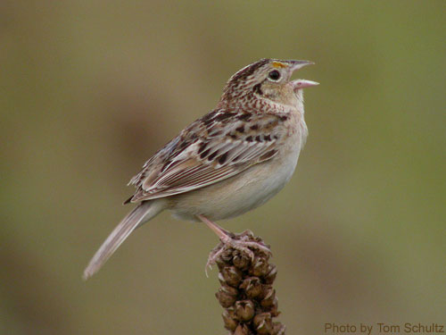 Grasshopper Sparrow (photo by Tom Schultz) Grasshopper sparrow singing atop a mullen stalk