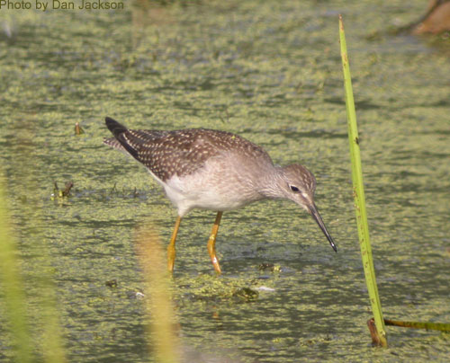 Greater Yellowlegs (photo by Dan Jackson) Greater Yellowlegs wading in shallow water