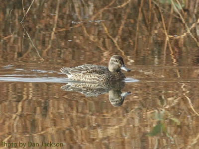 Female Green-winged Teal (photo by Dan Jackson) Female Green-winged Teal on marsh