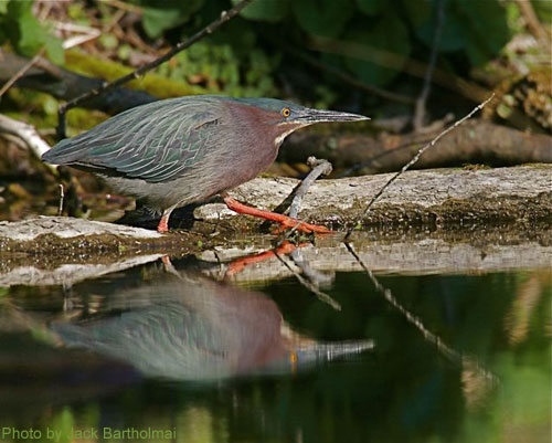 Green Heron (photo by Jack Bartholmai) Green Heron stalking fish