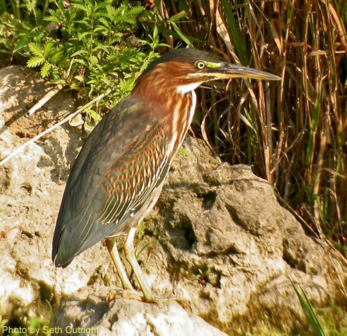 Green Heron (photo by Seth Cutright) Green Heron standing near the water edge