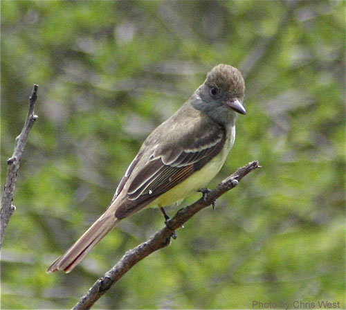 Great Crested Flycatcher showing backside