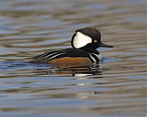 Male Hooded Merganser (photo by Jack Bartholmai) Male Hooded Merganser on the pond