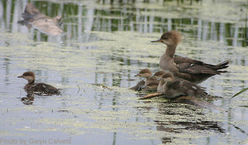 Female Hooded Merganser with chicks