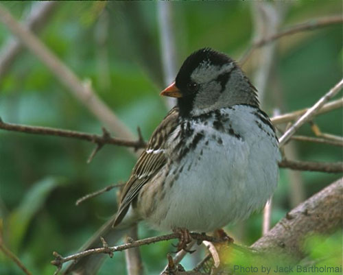 Harris's Sparrow (photo by Jack Bartholmai) Close up of Harris's Sparrow