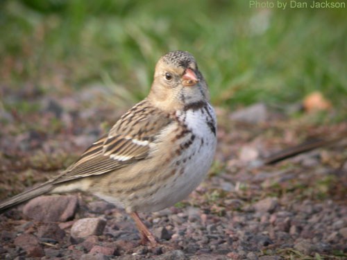 Harris's Sparrow (photo by Dan Jackson) Harris's Sparrow poses on the ground