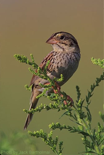 Henslow's Sparrow (photo by Jack Bartholmai) The henslow sparrow close up