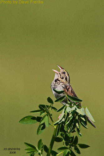 Henslow's Sparrow (photo by Dave Freriks) A singing Henslow's Sparrow