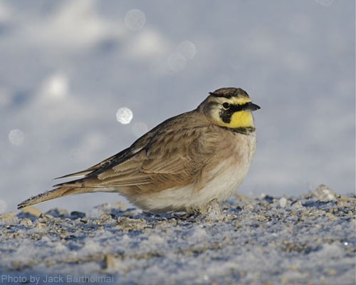 Horned Lark (photo by Jack Bartholmai) Horned Lark standing on gravel