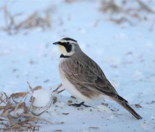 Horned Lark (photo by Chris West) Horned Lark on a snowy landscape