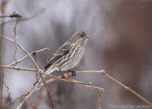 Female House Finch (photo by Dan Jackson) Female House finch sitting on grape vines