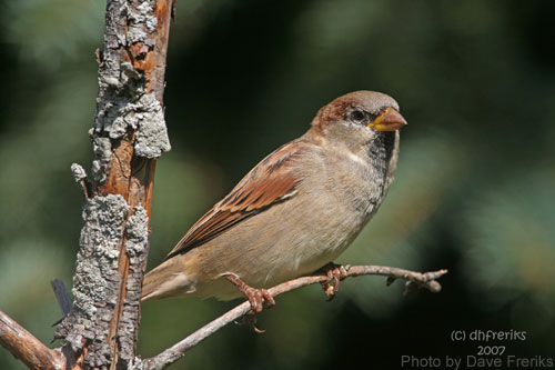 House Sparrow (photo by Dave Freriks) House Sparrow on a small branch