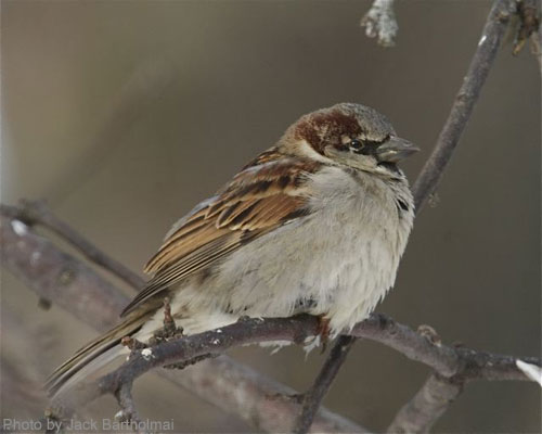 House Sparrow (photo by Jack Bartholmai) House Sparrow on branch