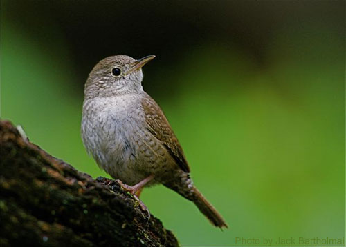 House Wren (photo by Jack Bartholmai) The House Wren sitting for a picture