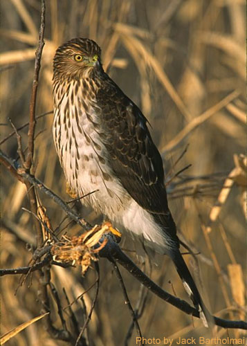 Juvenile Cooper's Hawk (photo by Jack Batholmai) Juvenile Cooper's Hawk on a tree branch