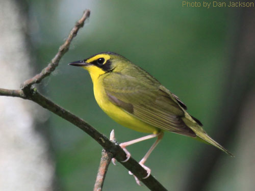 Kentucky Warbler close up