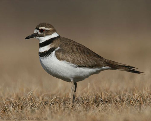 Killdeer (photo by Jack Batholmai) Close up of a killdeer in a field