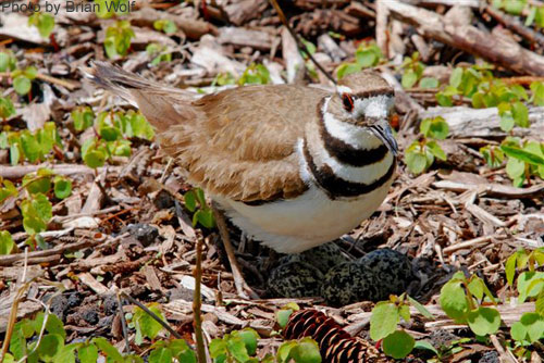 Looking down on a Killdeer foraging among the vegetation