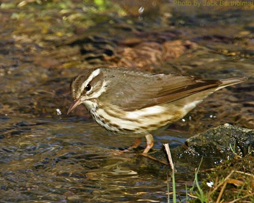 Louisiana Waterthrush wading in small stream