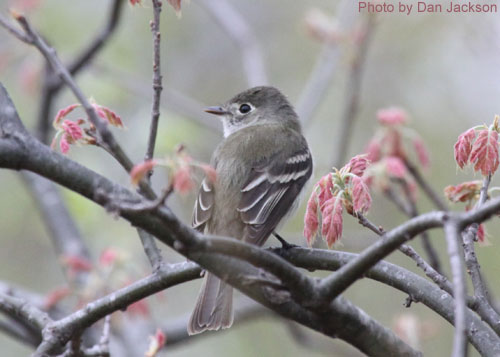 Least Flycatcher (photo by Dan Jackson) Least Flycatcher with early leaves
