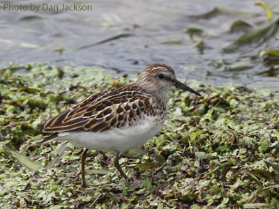 Least Sandpiper forages among vegetation
