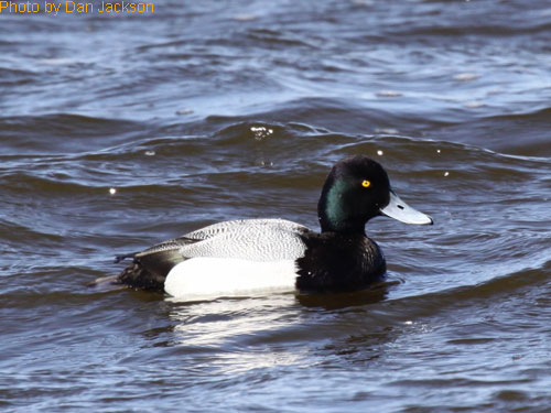 Male Lesser Scaup (photo Dan Jackson) Male Lesser Scaup on the water