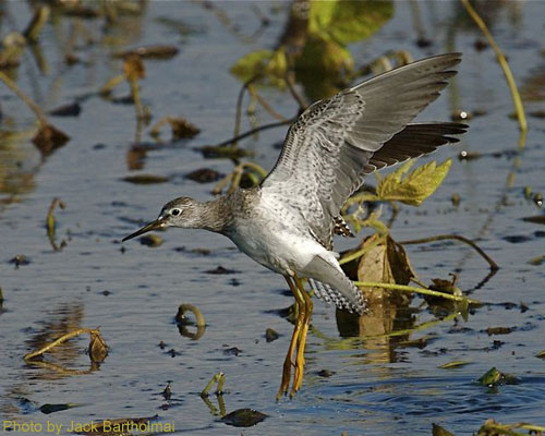 Lesser Yellowlegs (photo by Jack Bartholmai) Lesser Yellowlegs landing in water
