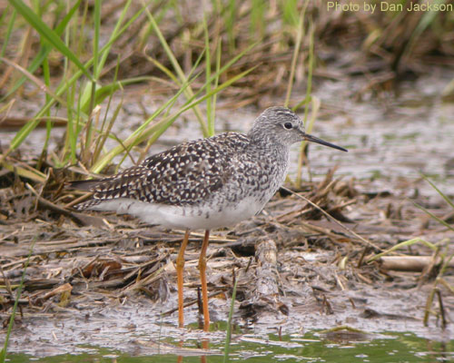 Lesser Yellowlegs (photo by Dan Jackson) Lesser Yellowlegs at the pond edge