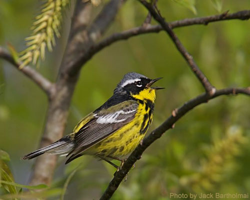 Magnolia Warbler (photo by Jack Bartholmai) Male Magnolia Warbler singing on a branch
