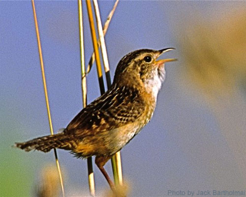 Marsh Wren singing on a grassy perch