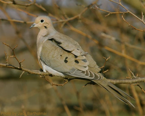 Mourning Dove (photo by Jack Bartholmai) Profile of a Mourning Dove sitting in tree