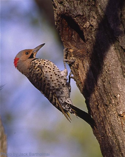 Male Flicker on tree trunk near hole