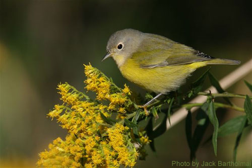 Nashville Warbler (photo by Jack Bartholmai) Nashville Warbler on goldenrod