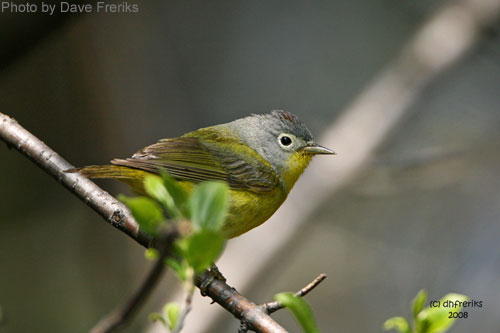Nashville Warbler in profile