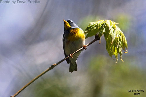 Northern Parula as seen from below