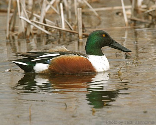 Northern Shoveler (photo by Jack Bartholmai) Male Northern Shoveler in wetland