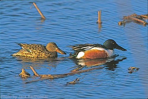 Northern Shovelers (photo by Jack Bartholmai) Pair of Northern Shovelers