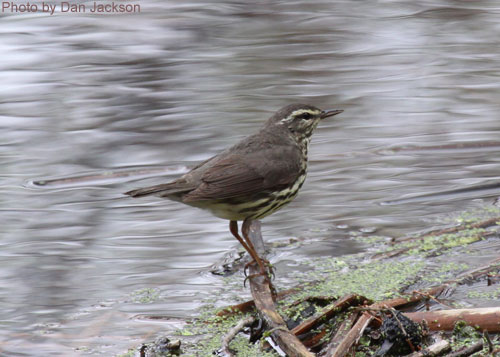 Northern Waterthrush standing at the water's edge