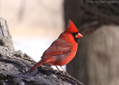 Northern Cardinal (photo by Dan Jackson) Norther Cardinal perched on a log