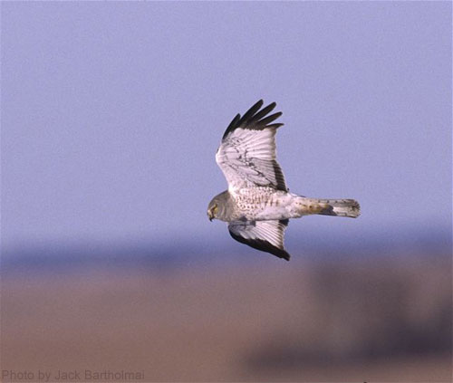 Northern Harrier flying overhead