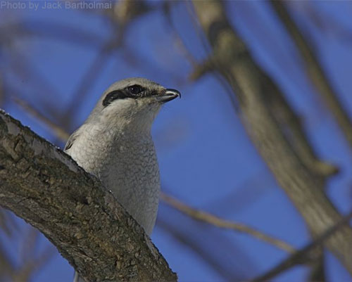 Northern Shrike as seen from below