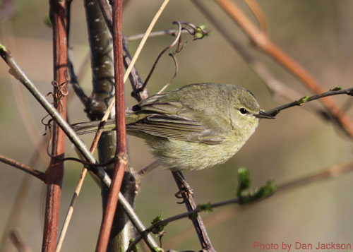 Orange-crowned Warbler on a vine